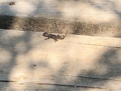 Sceloporus cowlesi