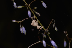 Leptopius tetraphysodes