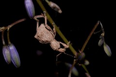 Leptopius tetraphysodes