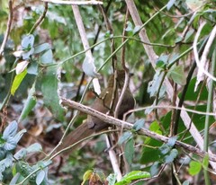 Chlorocichla flaviventris flaviventris