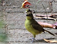 Chlorocichla flaviventris flaviventris