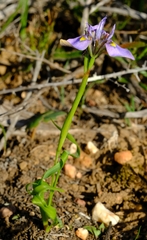 Moraea fergusoniae