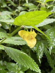 Impatiens tayemonii