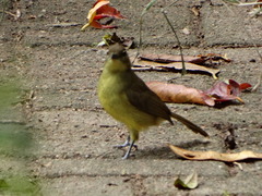 Chlorocichla flaviventris flaviventris