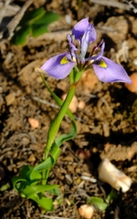 Moraea fergusoniae