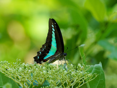 Graphium sarpedon luctatius