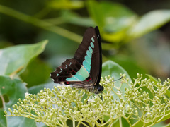 Graphium sarpedon luctatius