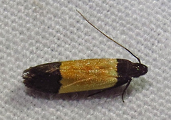 Anacampsis coverdalella