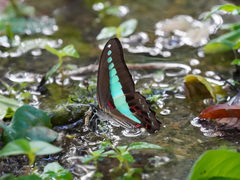 Graphium sarpedon luctatius