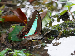 Graphium sarpedon luctatius