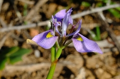 Moraea fergusoniae