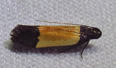 Anacampsis coverdalella
