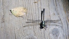 Octogomphus specularis