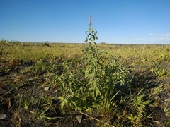 Mentha longifolia asiatica