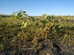 Xanthium orientale riparium