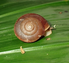 Quantula