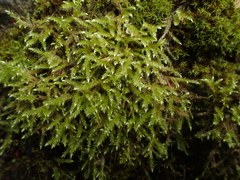Plasteurhynchium striatulum