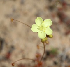 Drosera subhirtella