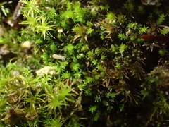 Vinealobryum nicholsonii