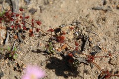 Drosera subhirtella