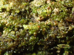Bryocentria brongniartii