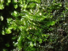 Lophocolea fragrans