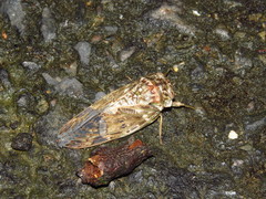Platypleura kaempferi
