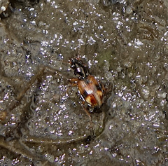 Bembidion articulatum