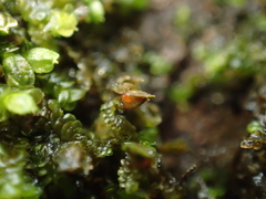 Periantria frullaniae