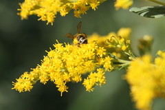 Cnemidandrena