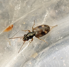 Bembidion articulatum