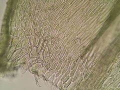 Plasteurhynchium striatulum