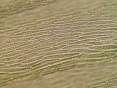 Plasteurhynchium striatulum