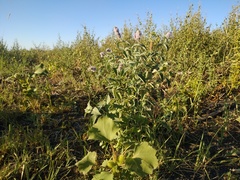 Mentha longifolia asiatica