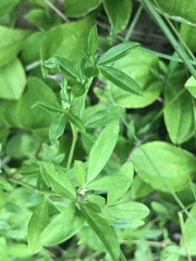 Stylosanthes biflora