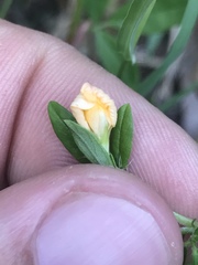 Stylosanthes biflora