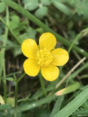 Ranunculus repens