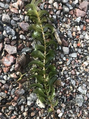 Potamogeton perfoliatus