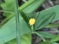 Stylosanthes biflora