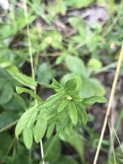 Stylosanthes biflora