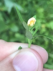 Stylosanthes biflora