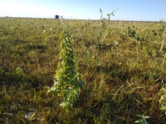 Mentha longifolia asiatica
