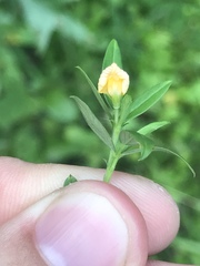 Stylosanthes biflora