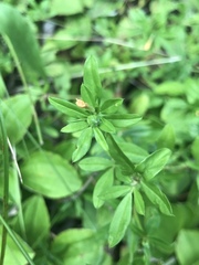 Stylosanthes biflora