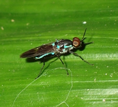 Eudmeta marginata