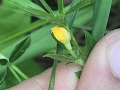 Stylosanthes biflora