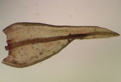 Vinealobryum nicholsonii