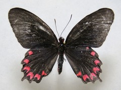 Parides montezuma