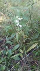 Spiranthes incurva