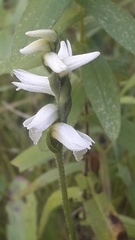 Spiranthes incurva